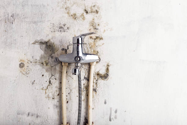 Best Fast Mold Removal  in Taylorsville, UT