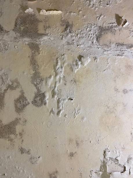 Best Attic Mold Removal  in Taylorsville, UT
