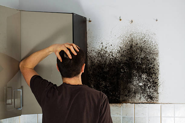 Professional Mold Removal in Taylorsville, UT