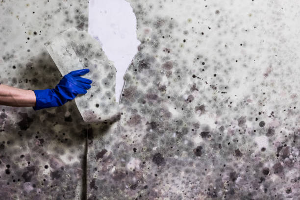Best Professional Mold Removal  in Taylorsville, UT
