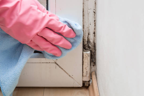 Best Certified Mold Removal  in Taylorsville, UT
